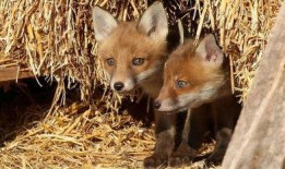 狐狸在线观看,揭秘神秘生物的奇幻世界